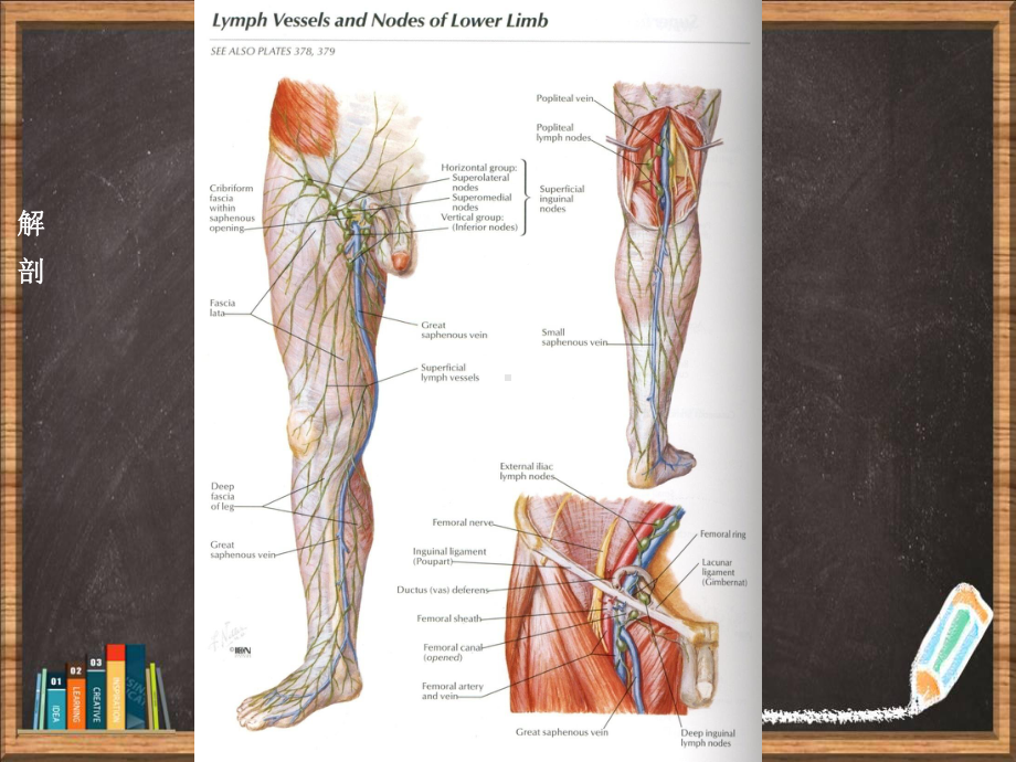 下肢静脉造影详解课件.ppt_第2页