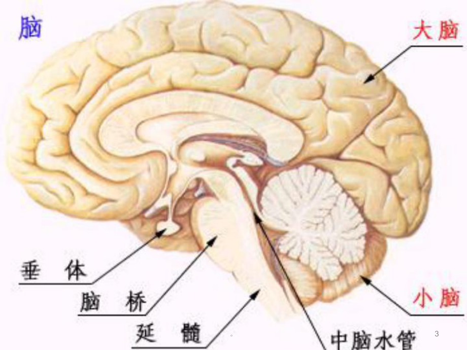 新版颅脑肿瘤的护理培训课件.ppt_第3页