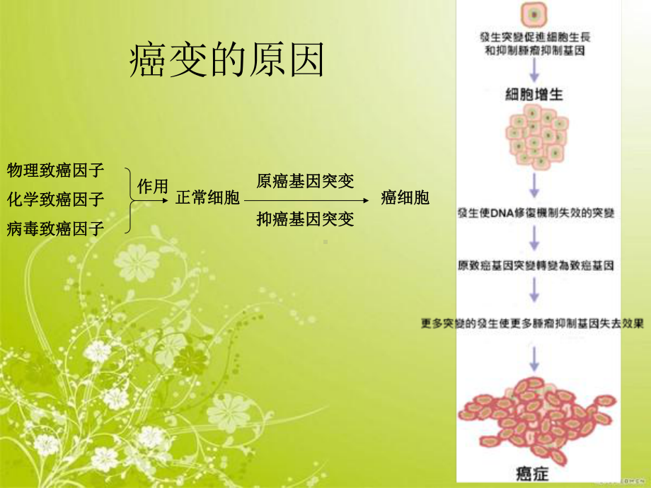 医学正常细胞癌变的原因和HPV病毒诱导的宫颈癌的分子机制PPT培训课件.ppt_第3页