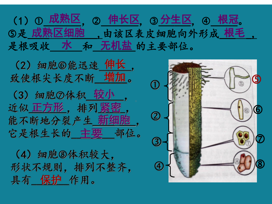 优选植物生长需要水和无机盐正Ppt课件.ppt_第3页