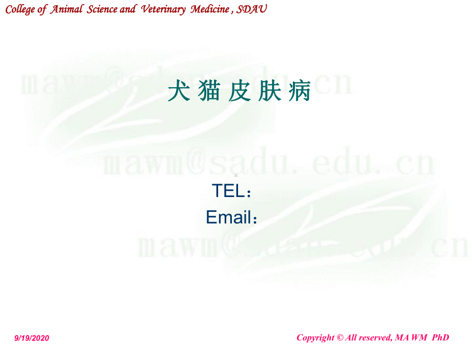 动物普通病学犬猫皮肤病PPT课件.ppt_第1页