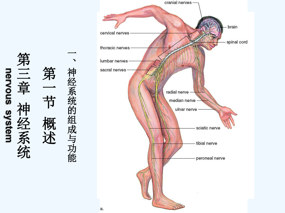 人体解剖生理学第三章-神经系统[可修改版ppt]课件.ppt_第2页