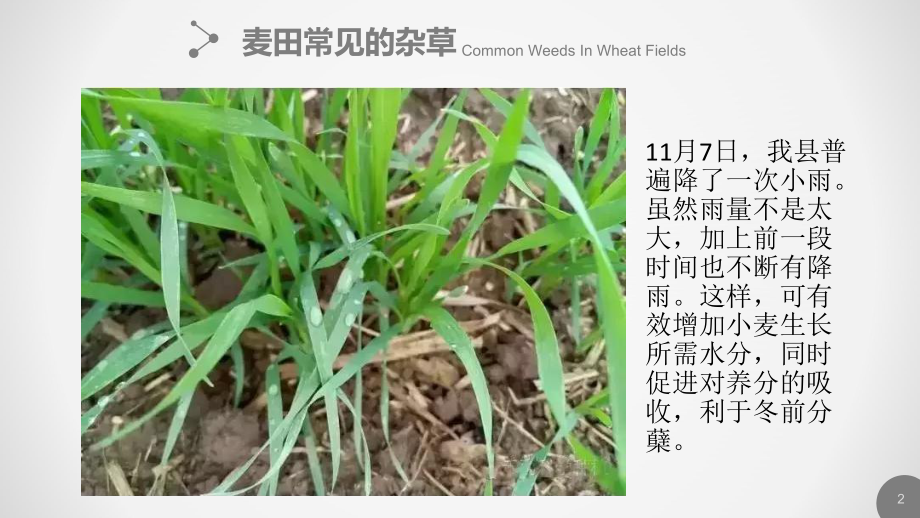 小麦除草技术概述课件.ppt_第2页