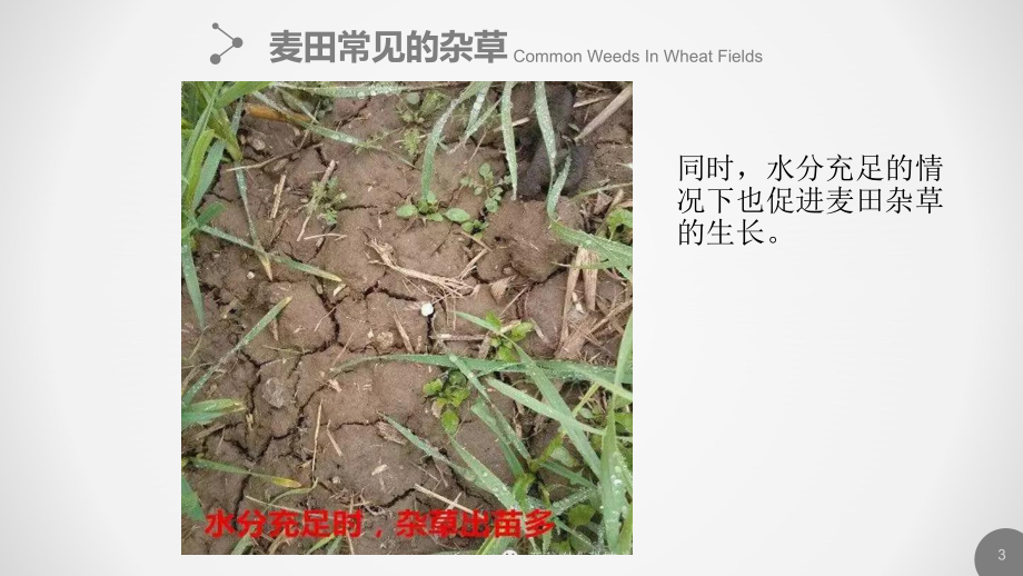 小麦除草技术概述课件.ppt_第3页