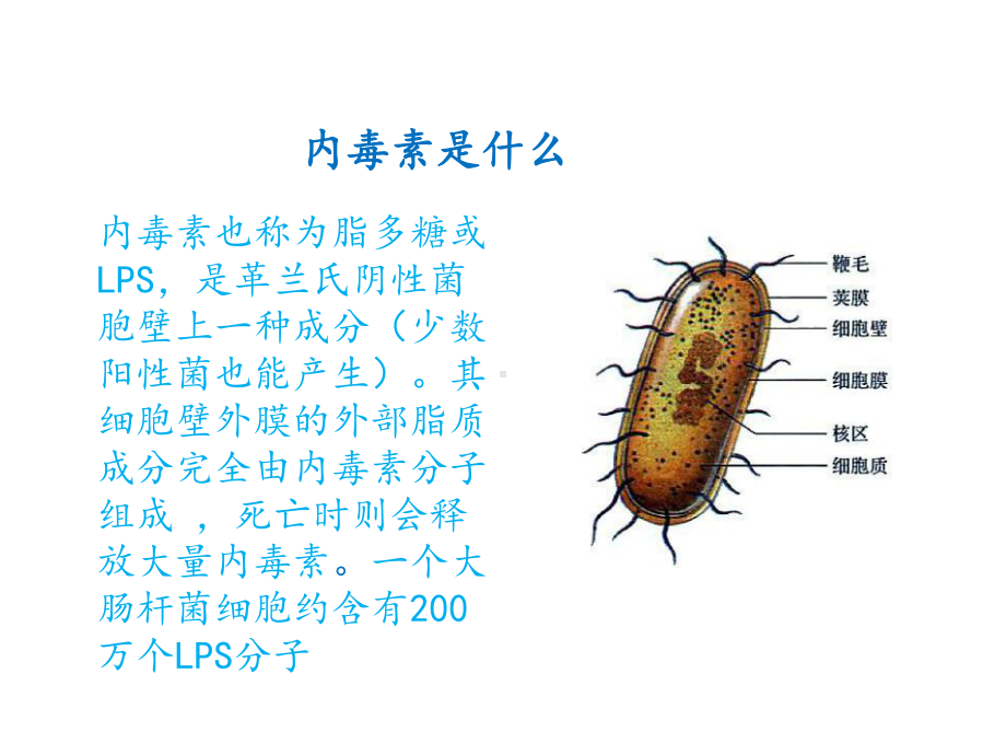 内毒素及其去除课件.pptx_第2页