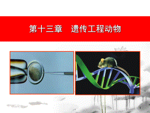 实验动物学第十三章遗传工程动物课件.ppt