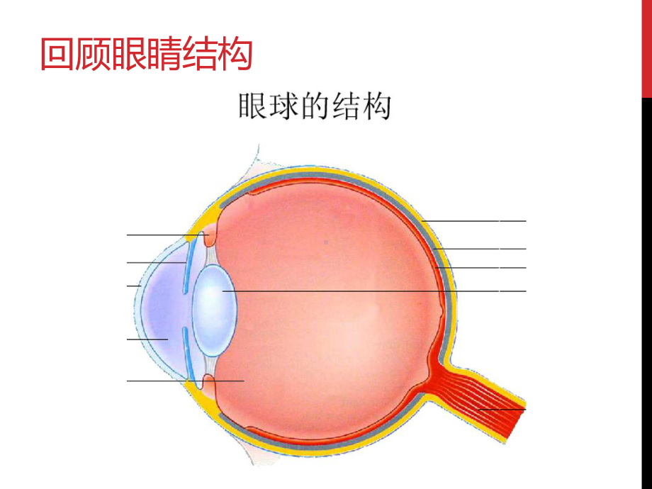 八年级物理上册-第五章5.4眼睛和眼镜(共17张PPT)课件.pptx_第2页