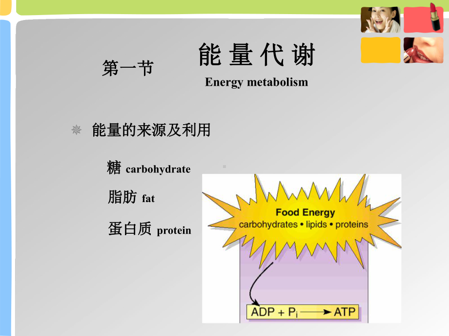 动物生理学能量代谢与体温调节课件.ppt_第2页