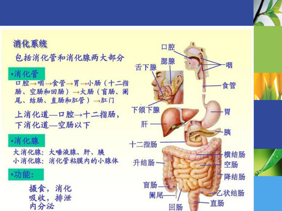 实习生小讲课课件.pptx_第3页