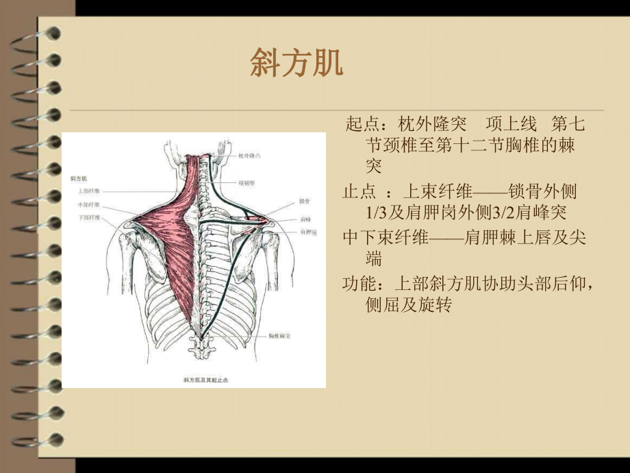 实用运动康复肩颈课件.pptx_第3页