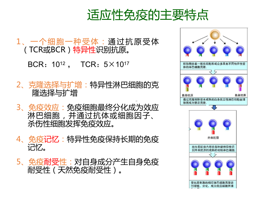 医学免疫学复习讲义课件.ppt_第3页