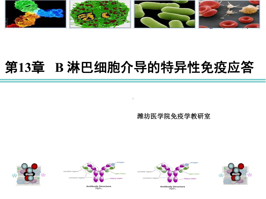 医学免疫学-第13章-B细胞应答课件.ppt_第1页