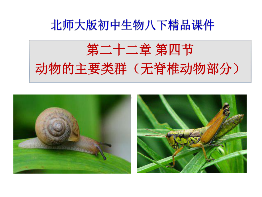 北师大版八年级生物下册22.4《动物的主要类群》(无脊椎动物部分)(共51张PPT)课件.ppt_第1页