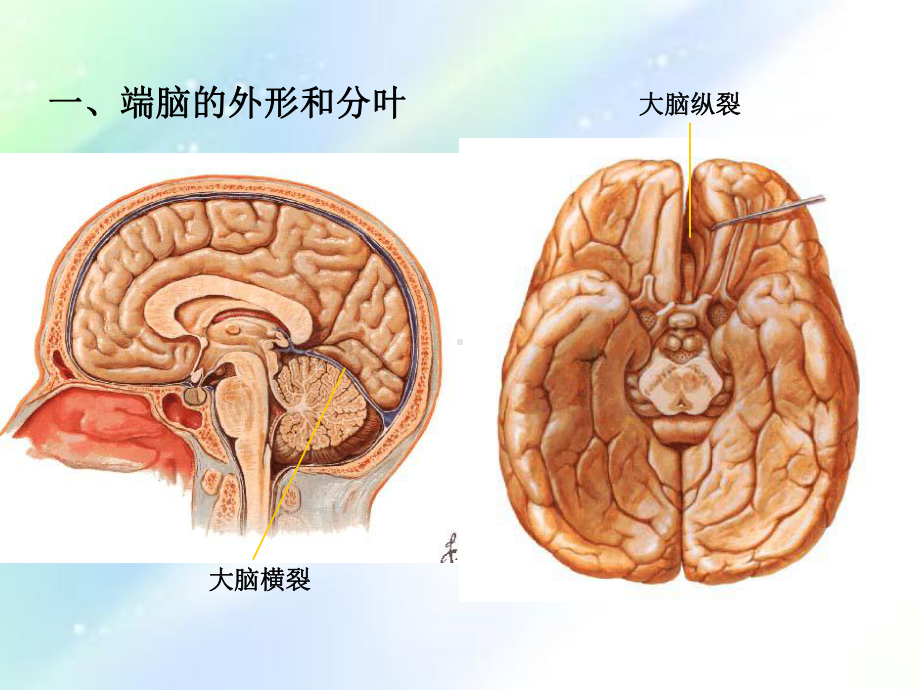 大脑解剖结构ppt课件.ppt_第3页