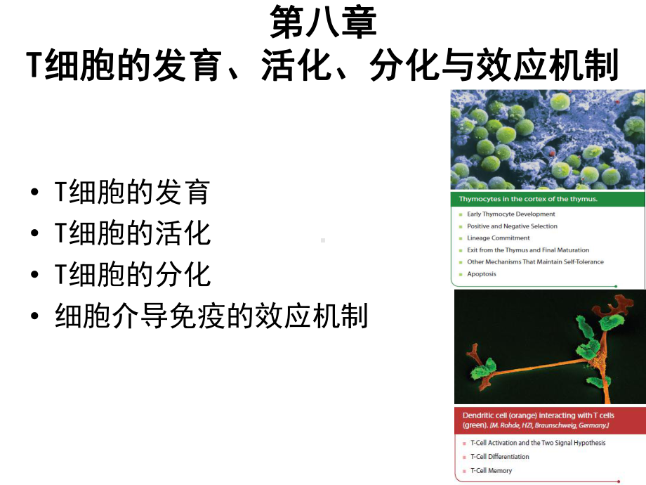 免疫学T细胞发育活化分化与效应机制课件.pptx_第2页