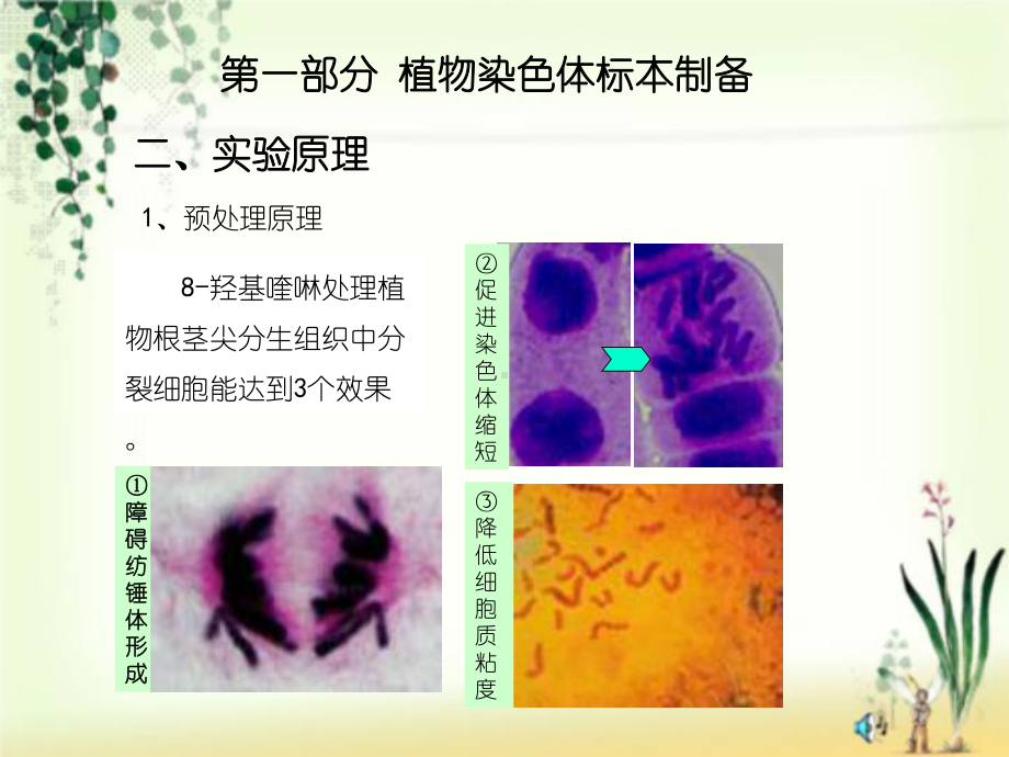 实验9植物染色体标本制备与核型分析课件.ppt_第3页