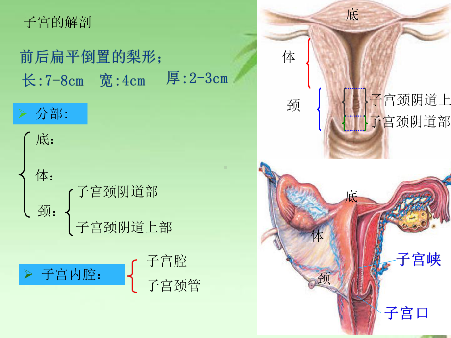 子宫肌瘤护理查房ppt课件.ppt_第3页