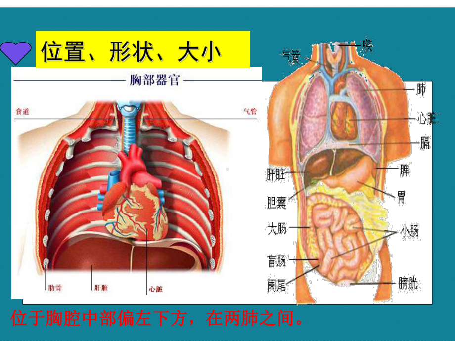 初二生物心脏完整版ppt详解.课件.ppt_第3页