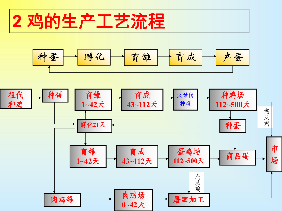 家畜环境卫生学第十二章现代养鸡工程工艺课件.ppt_第3页