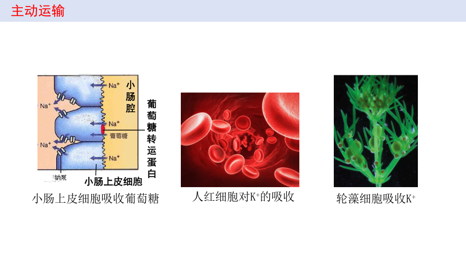 新教材高中生物必修一第四章第二节-主动运输与胞吞胞吐课件.pptx_第3页