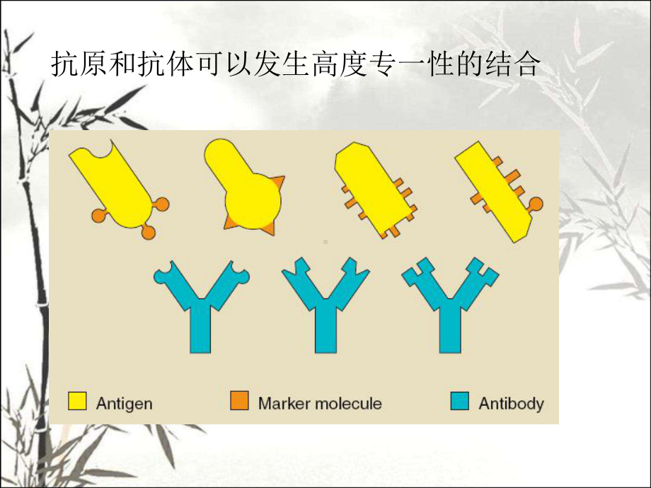 免疫学检测技术ppt课件.ppt_第3页