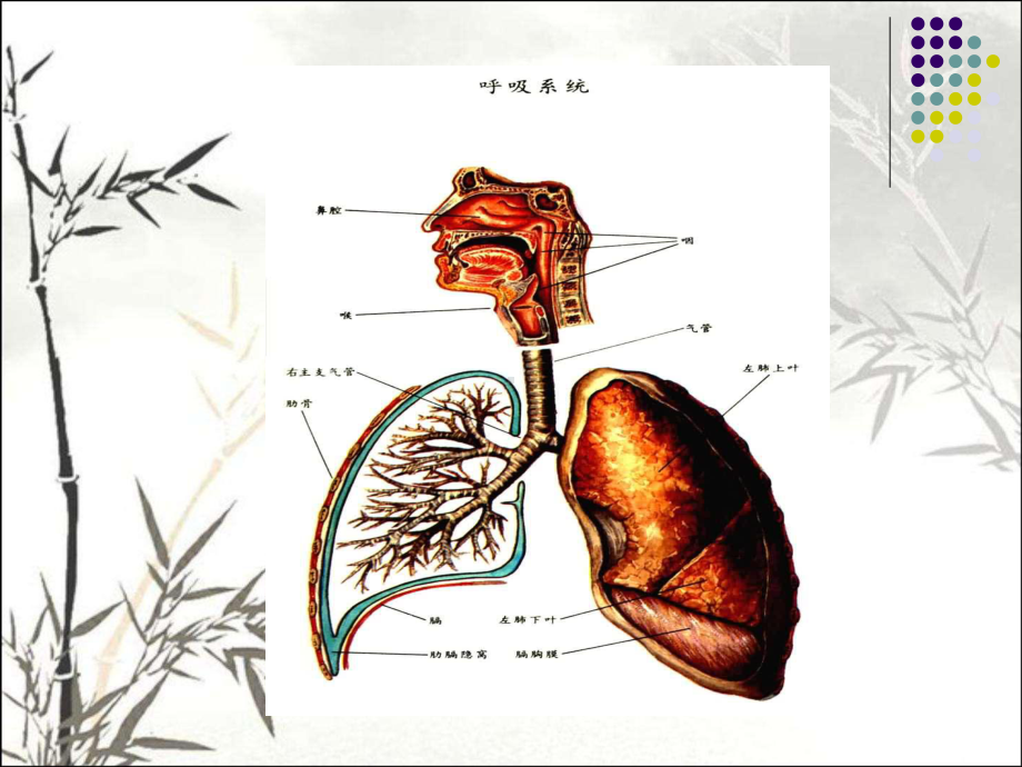 支气管炎护理-PPT课件.ppt_第3页