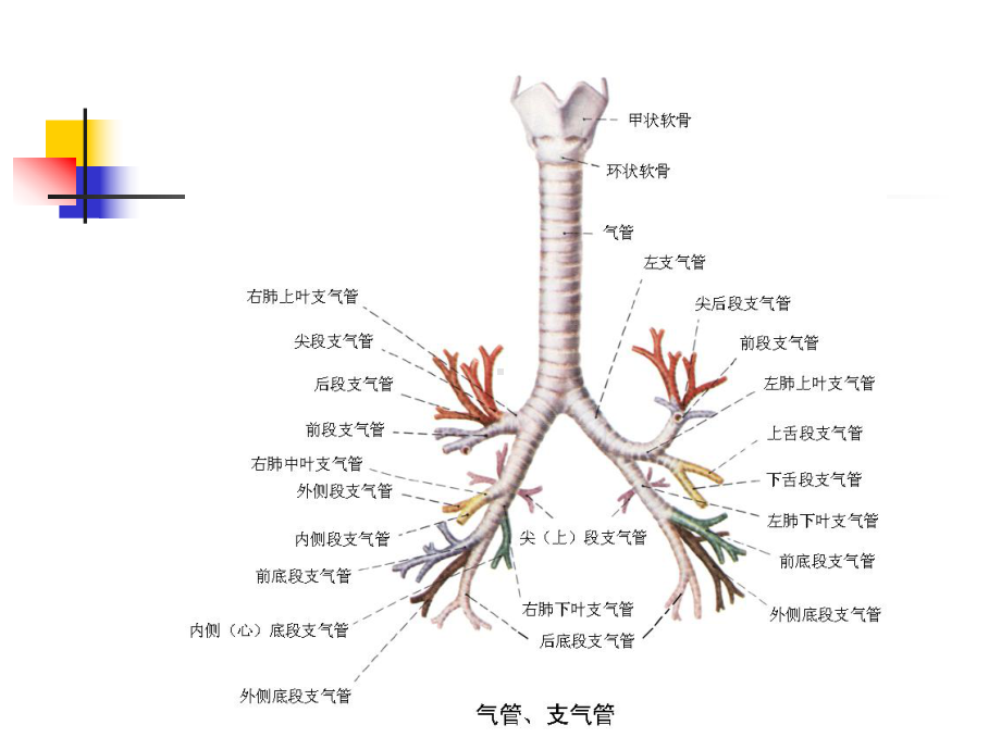 支气管扩张影像学表现课件.pptx_第3页