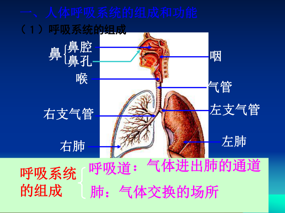 冀教版七年级生物下册呼吸道和肺课件pptx