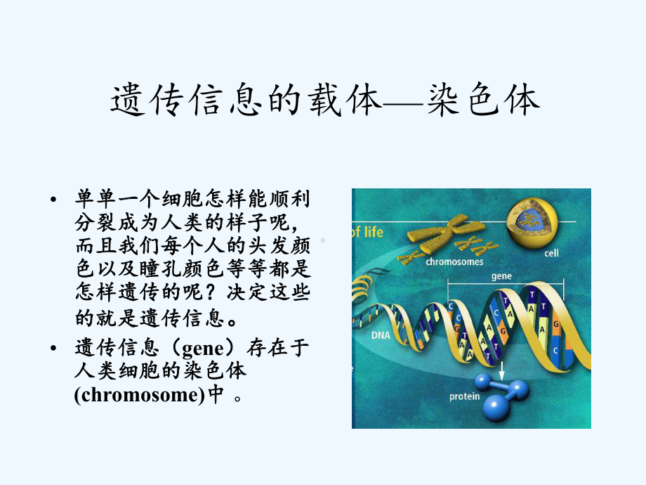 分子遗传学人类染色体与染色体病幻灯片课件.ppt_第3页