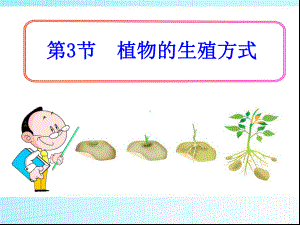 北师大版八年级生物上册植物的生殖和发育课件.pptx