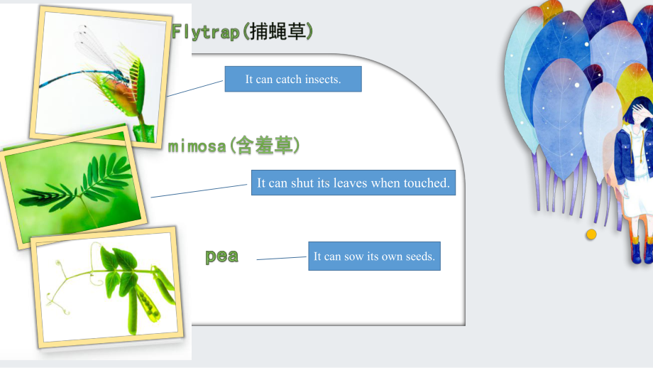 Unit 6 Developing ideas The Secret language of Plants ppt课件-（2019）新外研版高中英语选择性必修第一册.pptx_第3页