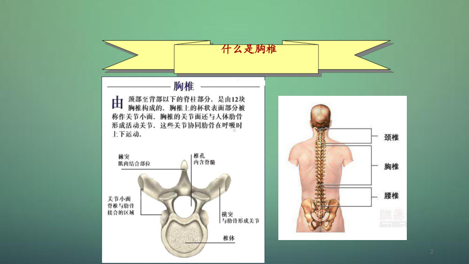 2020年胸椎骨折(PPT课件).ppt_第2页