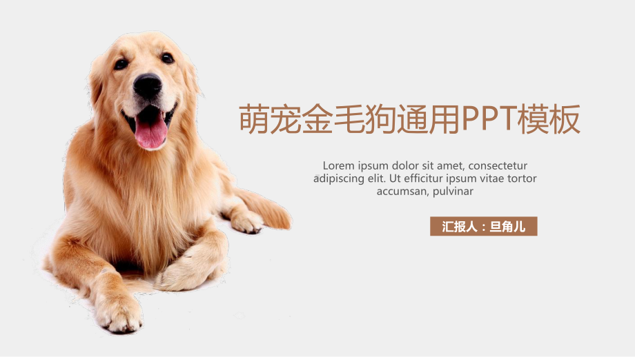 PPT模板：萌宠金毛狗通用PPT模板课件.pptx_第1页