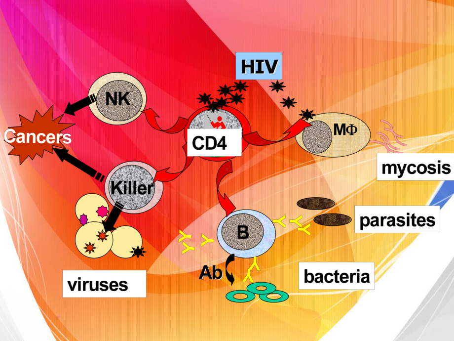 HIV的致病机制(课堂PPT)课件.ppt_第2页