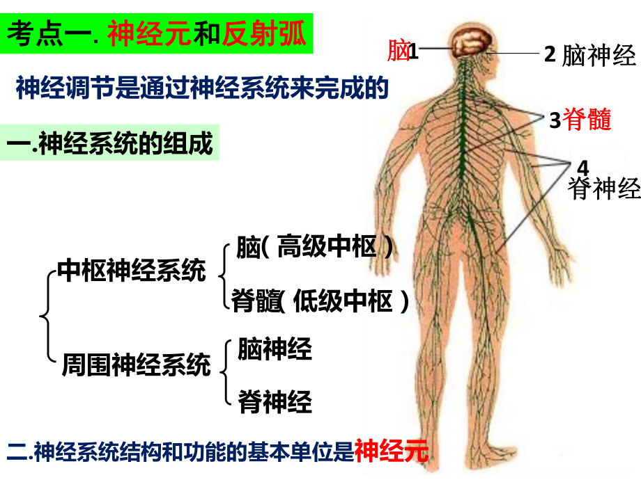 2022届高三一轮复习生物：第24讲-通过神经系统的调节课件.ppt_第3页