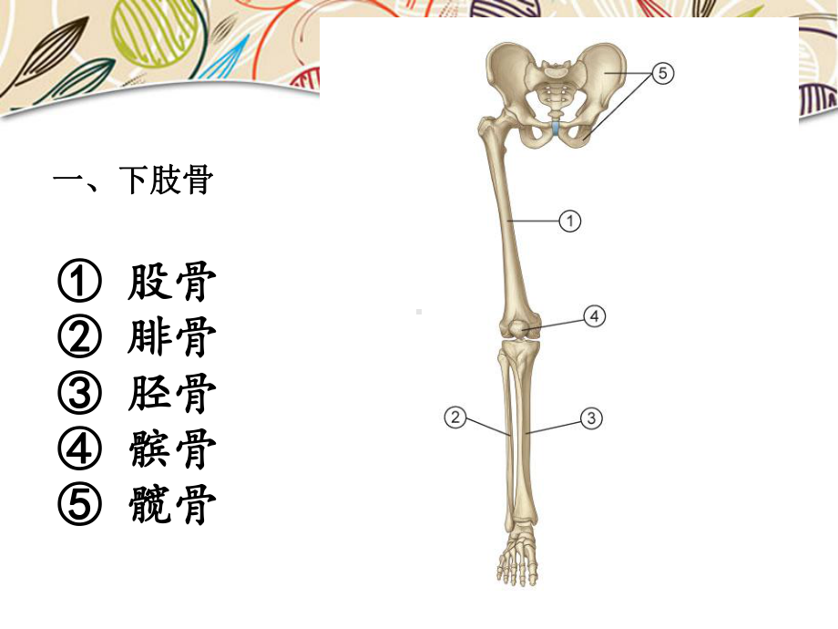 6人体解剖学(下肢部)汇总课件.ppt_第3页