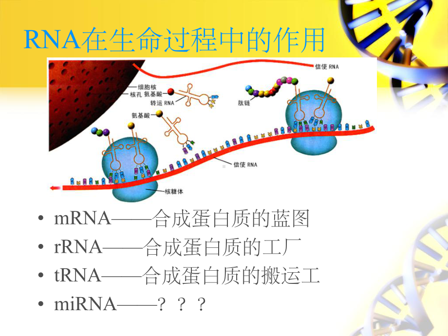 miRNA及其发展和应用(课堂PPT)课件.ppt_第2页