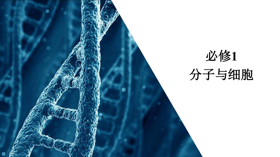 2021届新高考生物一轮复习(选择性考试A方案)课件：生命活动的主要承担者-蛋白质.ppt_第1页