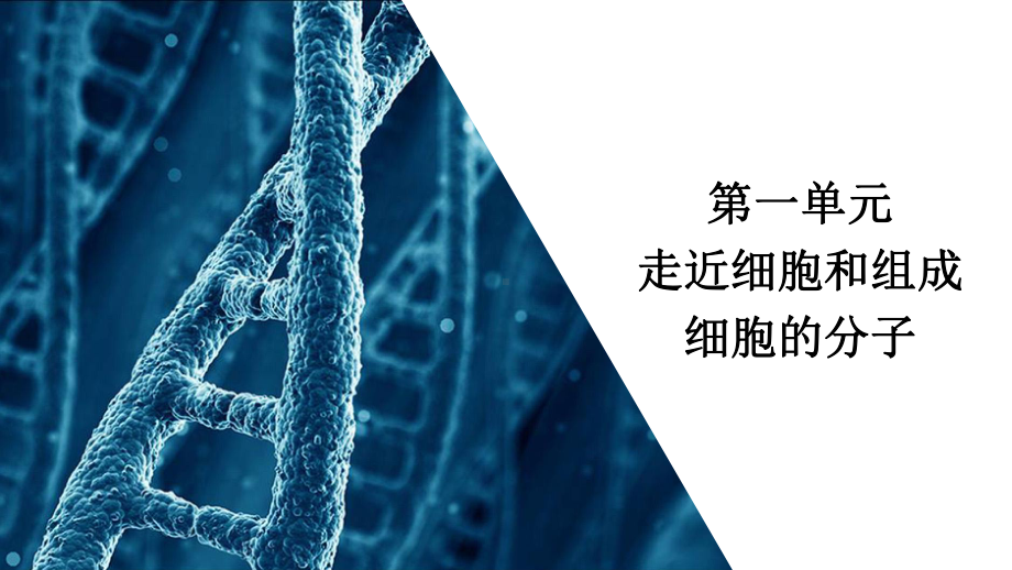 2021届新高考生物一轮复习(选择性考试A方案)课件：生命活动的主要承担者-蛋白质.ppt_第2页