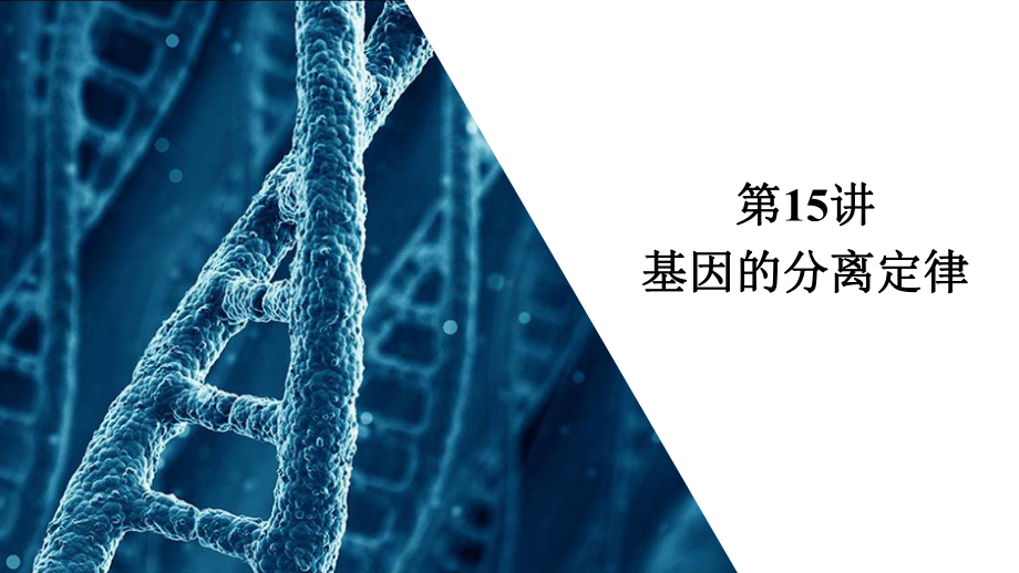 2021届新高考生物一轮复习(选择性考试A方案)课件：必修2-第5单元-第15讲-基因的分离定律-.ppt_第3页