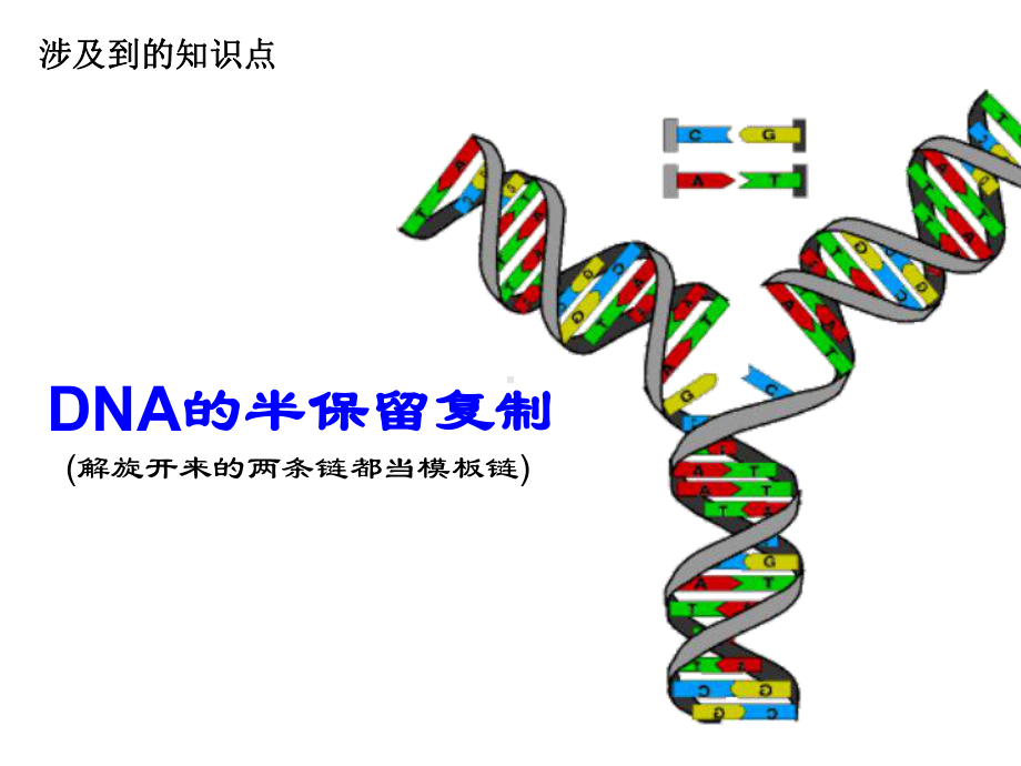 (原创)细胞连续分裂所得子细胞的放射性情况汇总(共43张PPT)课件.ppt_第2页