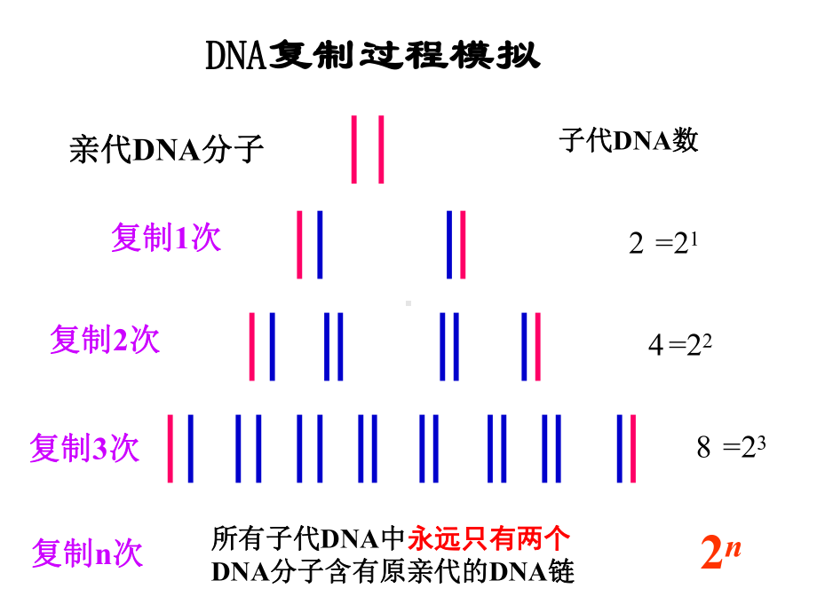 (原创)细胞连续分裂所得子细胞的放射性情况汇总(共43张PPT)课件.ppt_第3页