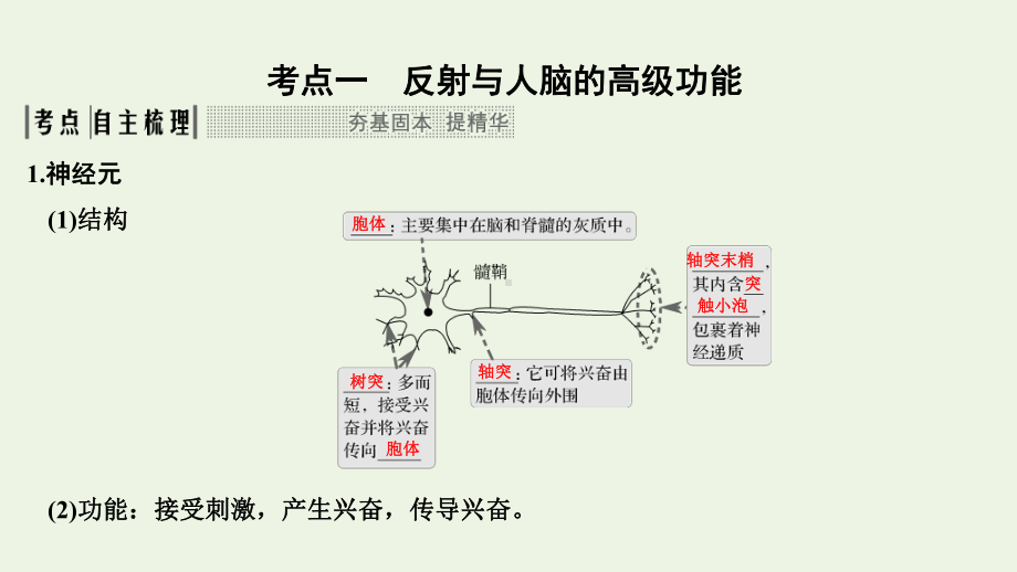 (鲁京津琼)2020版高考生物总复习第23讲通过神经系统的调节课件.pptx_第2页