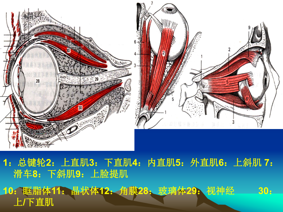 CT扫描技术(眼、鼻、耳-扫描)课件.ppt_第3页