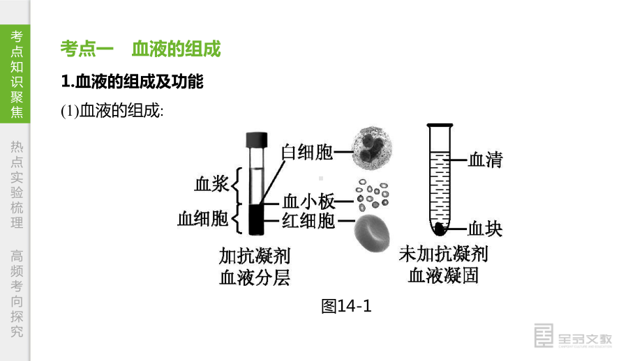 2020年生物中考考点复习课件第14课时-血液、血管和血型、输血.pptx_第3页