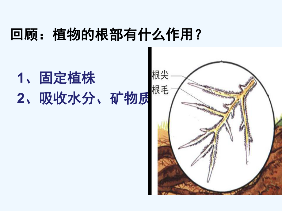 3水分在茎里的运输课件.ppt_第1页