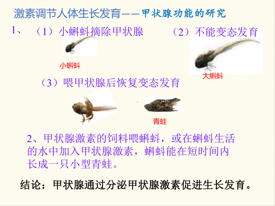 3.3激素调节身体多种机能课件2021-2022学年高二上学期生物浙科版选择性必修1.pptx_第3页