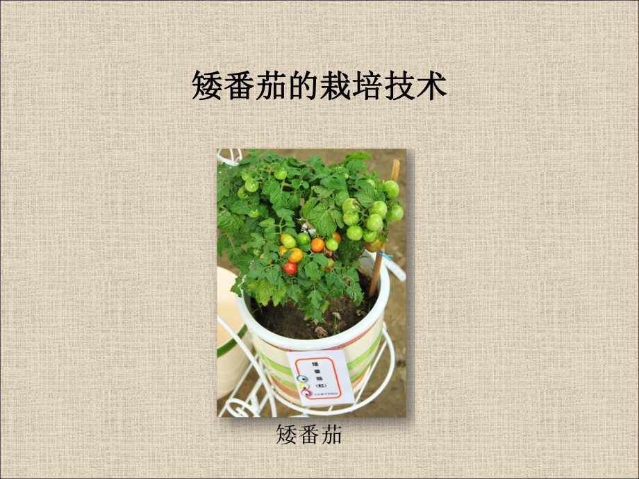 4-中小学植物栽培竞赛矮番茄PPT课件.ppt_第1页