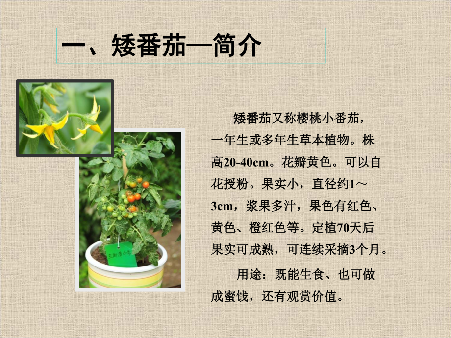 4-中小学植物栽培竞赛矮番茄PPT课件.ppt_第2页