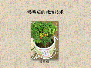 4-中小学植物栽培竞赛矮番茄PPT课件.ppt